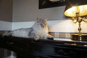Fife Int. Champion Damman Amur Jazz, black silver spotted 2 an