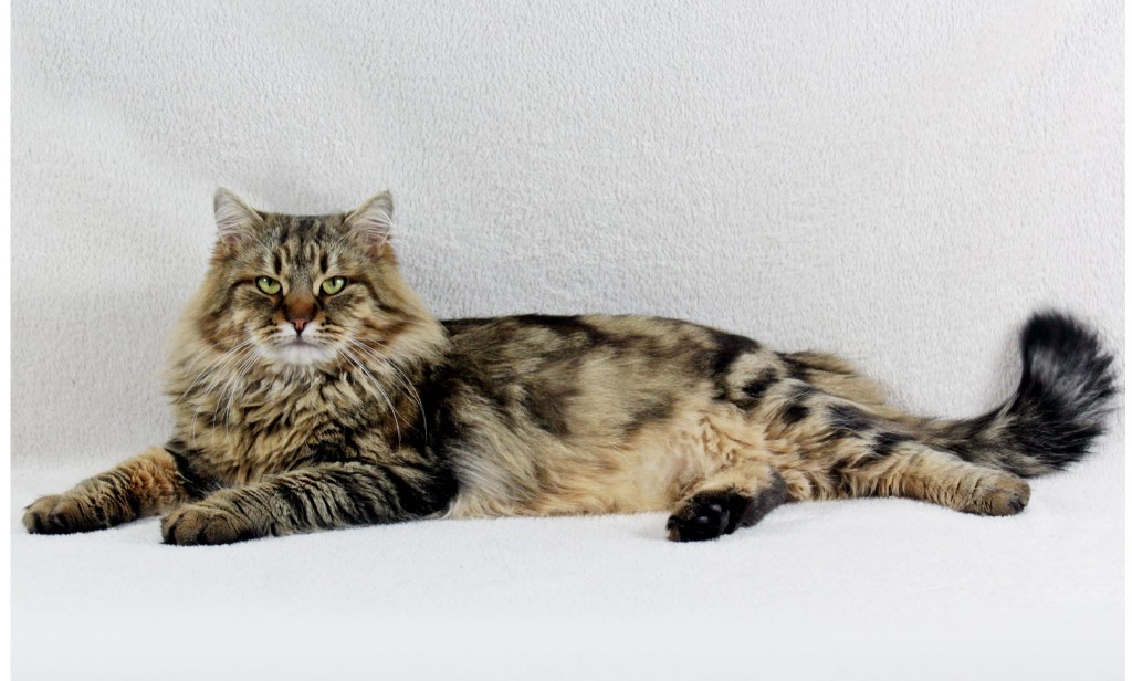 Rossity Irvin, brown blotched tabby n22, Sibérien traditionnel, chatterie Damman Amur.