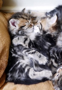 Chatons Sibérien Damman Amur brown tabby