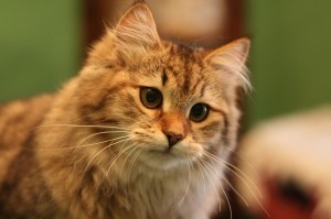 ES Sistadream Oceania, 5 mois, n 24 brown spotted tabby
