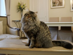 Taifun Adagio, chat sibérien